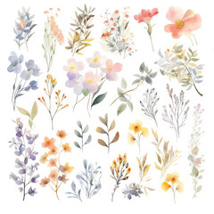 Fototapeta na wymiar Big Set watercolor elements - wildflowers, herbs, leaf. collection garden and wild, forest herb, flowers, branches. illustration isolated on white background, exotic leaf. Botanic