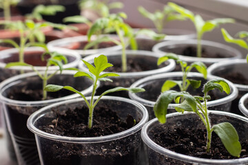 Small seedlings of lettuce growing in cultivation tray