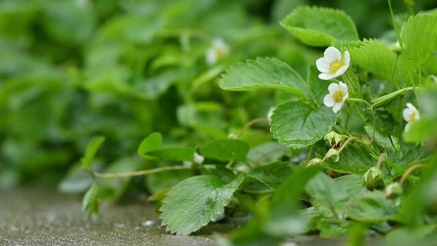 Flowers and green leaves of homegrown organic strawberry plants in garden, close up