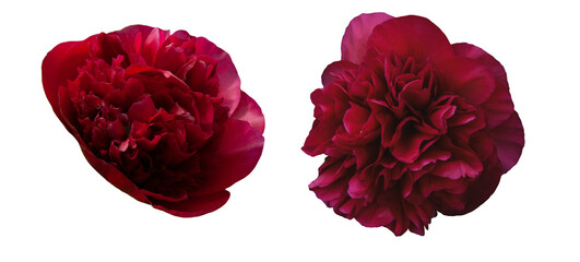 Peony, double red, deep colour. Transparent png
