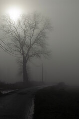 tree in fog with the sun trying passing into the world
