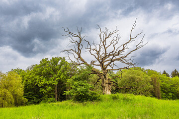 Fototapeta na wymiar Landschaft mit Wiese und Bäumen bei Kuchelmiß