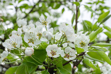 Pear tree blossom close-up. White pear flower on naturl background.