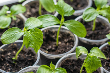 Small seedlings of lettuce growing in cultivation tray