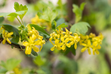 Yellow yoshta flowers in early spring in the garden.