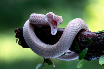 Trimeresurus purpureomaculatus closeup on branch, Mangrove Pit Viper with attack position on branch