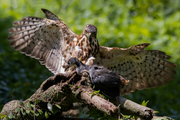 Crested Goshawk catches a bird on a tree, Crested Goshawk catches