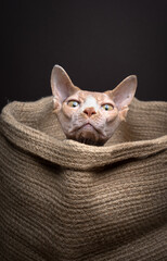 Fototapeta na wymiar curious Sphynx cat inside of a small jute sack or basket. funny studio portrait on brown background with copy space