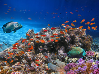 School of beautiful fish on soft and hard coral in shallow water of the Red Sea