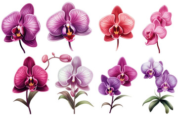 Naklejka na ściany i meble Elegant Orchids: A Set of Exquisite Illustrations on a White Background. Generative Ai