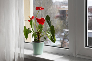 Beautiful anthurium in pot on windowsill indoors. House plants