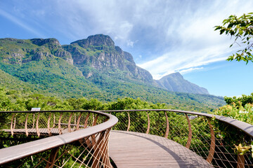 View of the boomslang walkway in the Kirstenbosch botanical garden in Cape Town, Canopy bridge at Kirstenbosch Gardens in Cape Town, built above the lush foliage South Africa