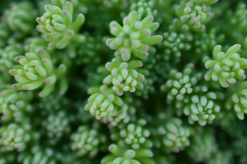 close-up photo of a green succulent, Close-up photograph of the patterns and leaves of a succulent...