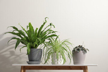 Many different houseplants in pots on wooden table near white wall