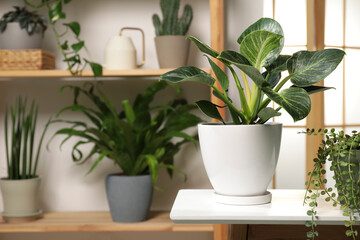 Green houseplants in pots on wooden table indoors, space for text