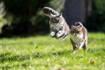 Two playful cats running across a green meadow side by side. healthy Outdoor cats living the best...