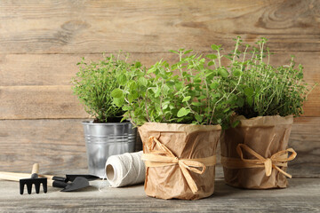 Different aromatic potted herbs, gardening tools and spool of thread on wooden table