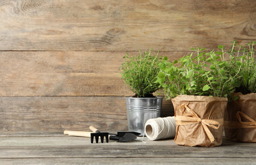 Different aromatic potted herbs, gardening tools and spool of thread on wooden table. Space for text