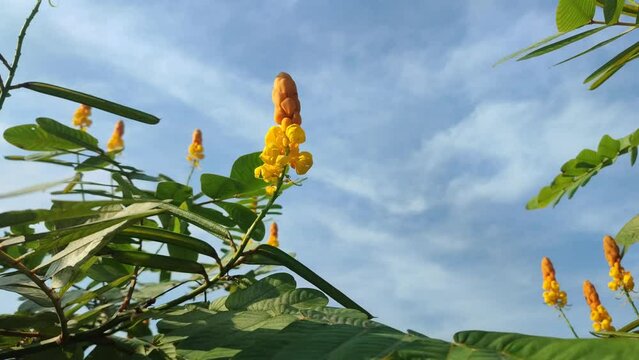 Video 4k of chinese ketepeng flower with bright blue sky background or kaskado (Senna alata) is a shrubby, herbaceous, leafy wild plant native to tropical America.