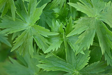green leaves close-up, green spring leaves close-up, photo for inscription, sustainable development, background with green leaves