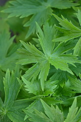 green leaves close-up, green spring leaves close-up, photo for inscription, sustainable development, background with green leaves