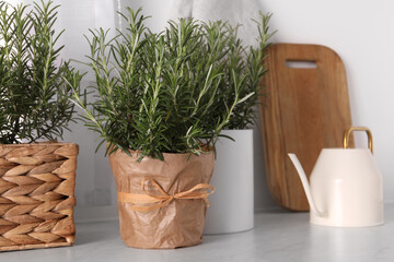 Aromatic green rosemary in pots and watering can on white table