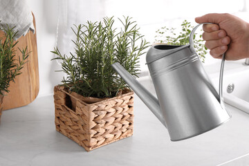 Man watering potted rosemary at white countertop, closeup