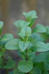 top photo of mint in the garden, green young mint plants, young mint leaves close-up, green lemon balm rosette, green background, organic garden, growing plants