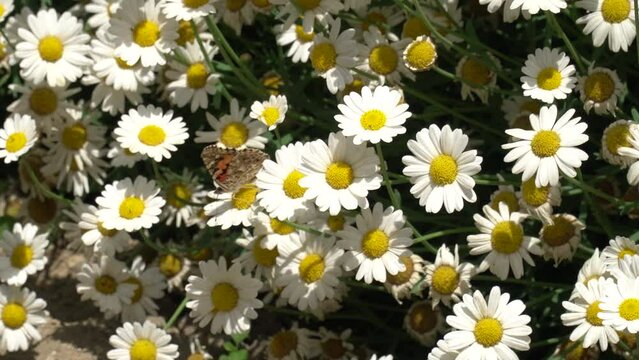 A bee sits on a chamomile flower