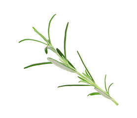 Sprig of fresh rosemary isolated on white