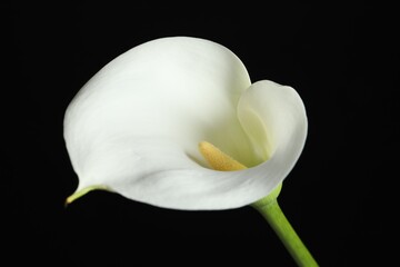 Beautiful calla lily flower on black background, closeup