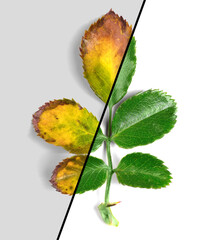 Rose leaves diseases and healthy plant before and after treatment. Rose scab Diplocarpon rosae and...
