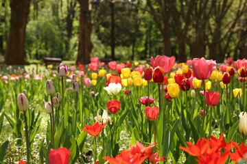 Beautiful bright tulips growing outdoors on sunny day