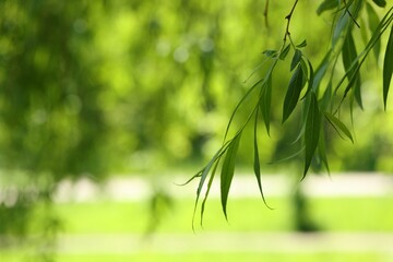 Beautiful willow tree with green leaves growing outdoors on sunny day, closeup. Space for text © New Africa