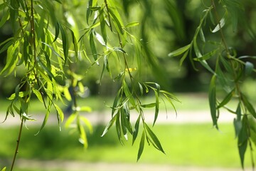 Beautiful willow tree with green leaves growing outdoors on sunny day, closeup © New Africa
