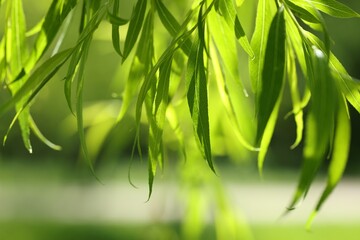 Beautiful willow tree with green leaves growing outdoors on sunny day, closeup
