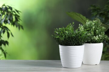 Aromatic baby panda plant and thyme growing in pots on white wooden table outdoors, space for text