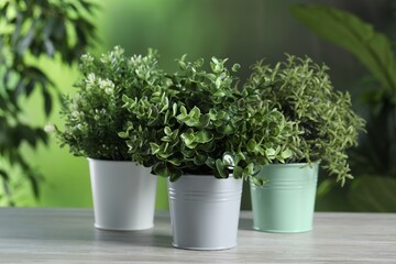 Different aromatic potted herbs on white wooden table outdoors
