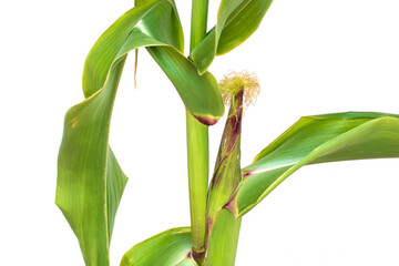 Corn plant illustration In the growth of the asymmetrical corn from seed to mature, effective Isolated on a white background, corn and food grains