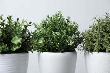 Different aromatic potted herbs on white background, closeup