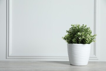 Aromatic green potted thyme on wooden table near white wall, space for text