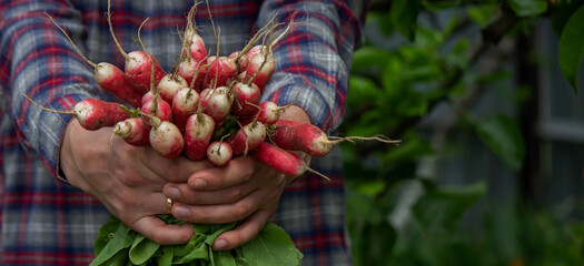 close-up of a bunch of freshly picked radishes in the hands of a farmer.