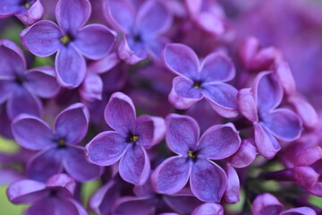 Fototapeta na wymiar Bright pink lilac blooming with flowers and buds close up, soft lilac, pink flowers lilac, art beautiful bokeh, close up of lilac flowers, lilac flowers on a branch, Pink lilac flowers background