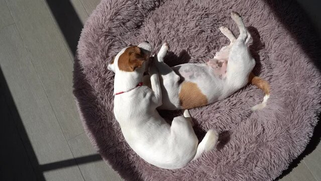 two dogs playing fighting lying on fluffy purple pet bed at sunny summer terrace. The younger one bothering older brother. Top view slow motion video footage. Pets friendship