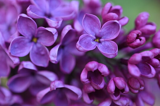  lilac flowers on a branch, Pink mulberry flowering background, Bright pink lilac blooming with flowers and buds close up, soft lilac, pink flowers mauve, art beautiful bokeh, close up of lilac flower