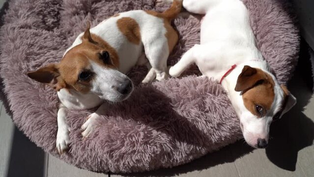 Two dogs lying down on soft pet bed looking up. Top view from above. Sunny day relaxing outside. sleepy dog family video footage. Direct sun light dark contrast shadows. Jack Russell terriers siesta