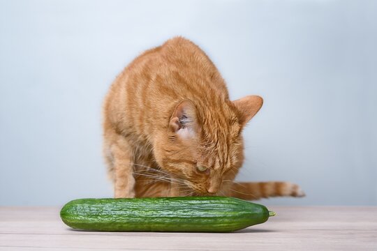 Funny gigner cat looks at a cucumber on the table.