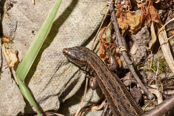A quick or ordinary lizard basks in the garden under the rays of the spring sun. Quick lizard, or an ordinary lizard (lat. Lacerta agilis) is a species of lizard from the family of true lizards.