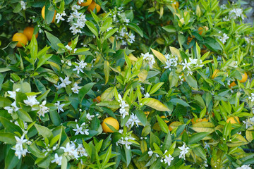 fruits orange ripening fruits, garden, plantation orange green flowering trees genus Citrus family...
