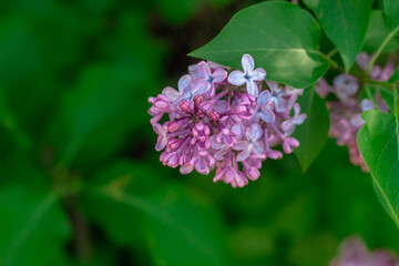 Fototapeta na wymiar A branch of lilac on a bush. Lilac flowers. Lilac in summer. Lilac bush